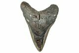 Bargain, Fossil Megalodon Tooth - North Carolina #348256-1
